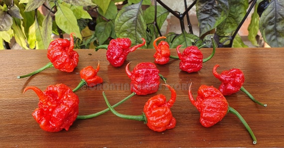 Extrem Hot Chili Pepper Dragon Es Breath 10 Gemusesamen Etsy