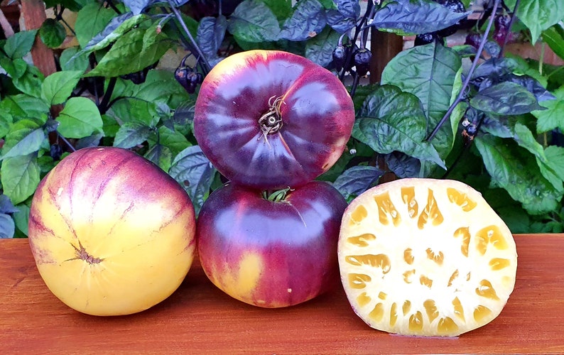 Blue Tomato SART ROLOISE 10 Seeds Vegetable Garden - Etsy Sweden