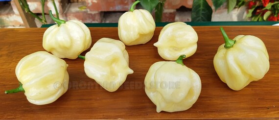 10 Hot Chili Pepper graines Carolina Reaper chocolat légumes organiques