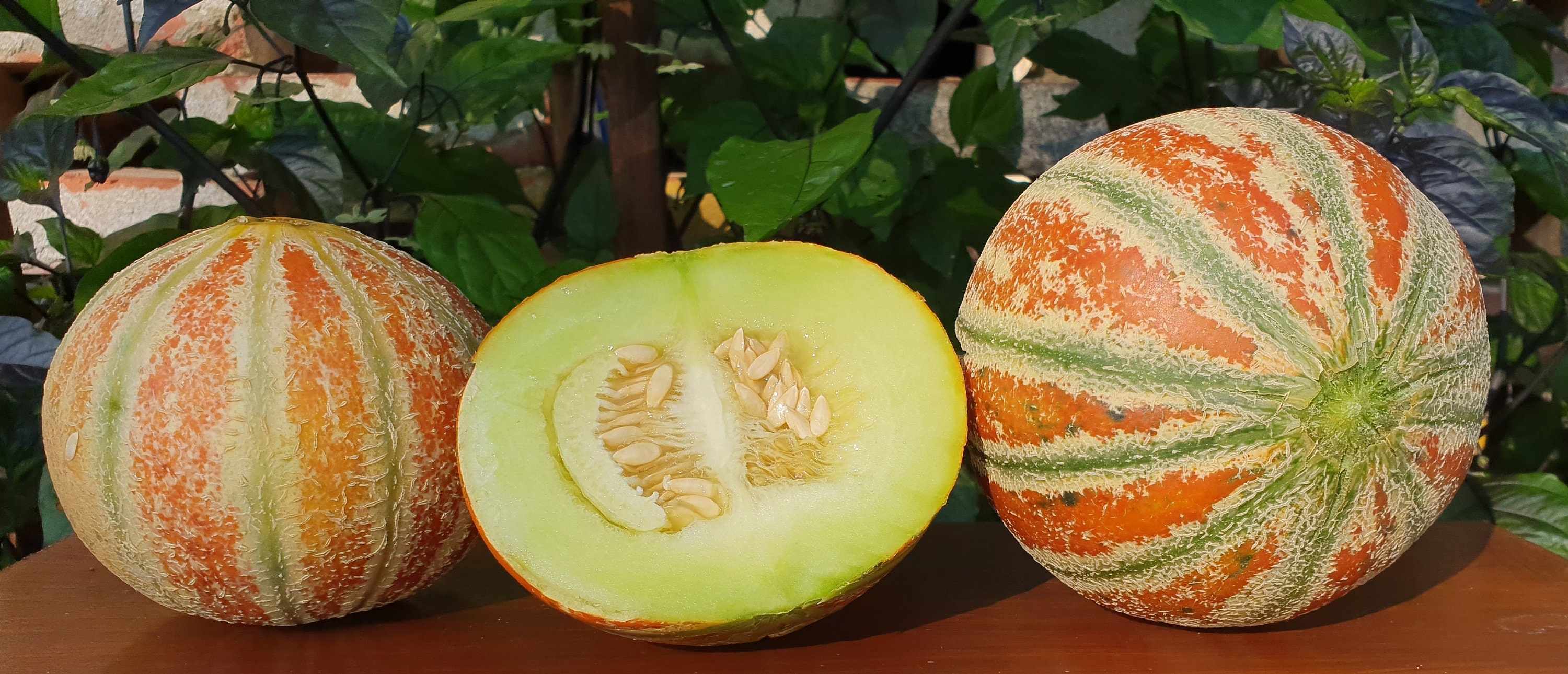 Honeydew Melon KAJARI 10 Seeds Fruit Early Variety Etsy Canada