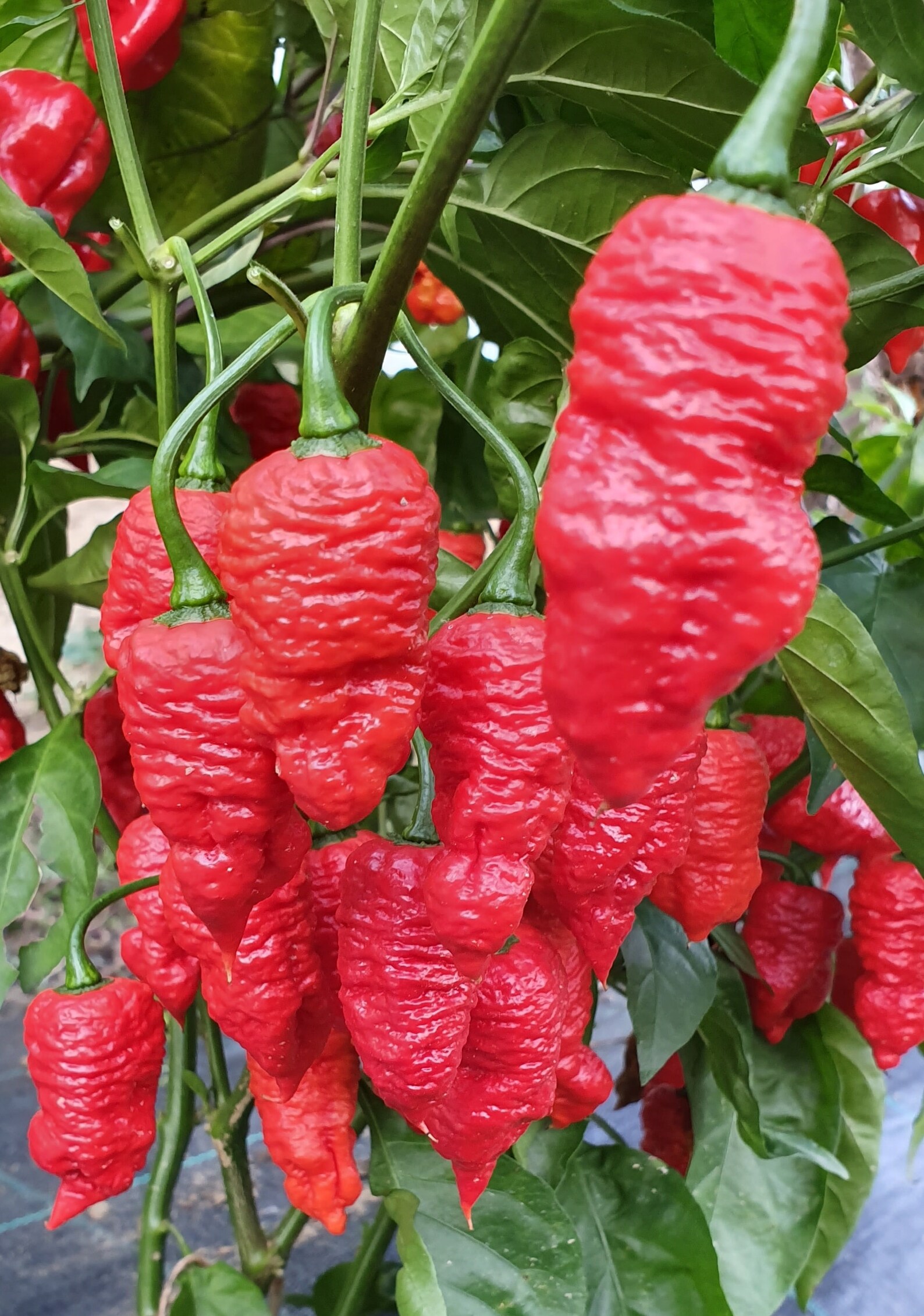 Extremely Hot Chili Pepper DEATH SPIRAL Death Pepper 10 Etsy