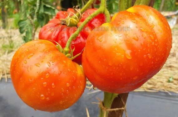 Rare Tomato Red Barn 15 Heirloom Vegetable Seeds Etsy