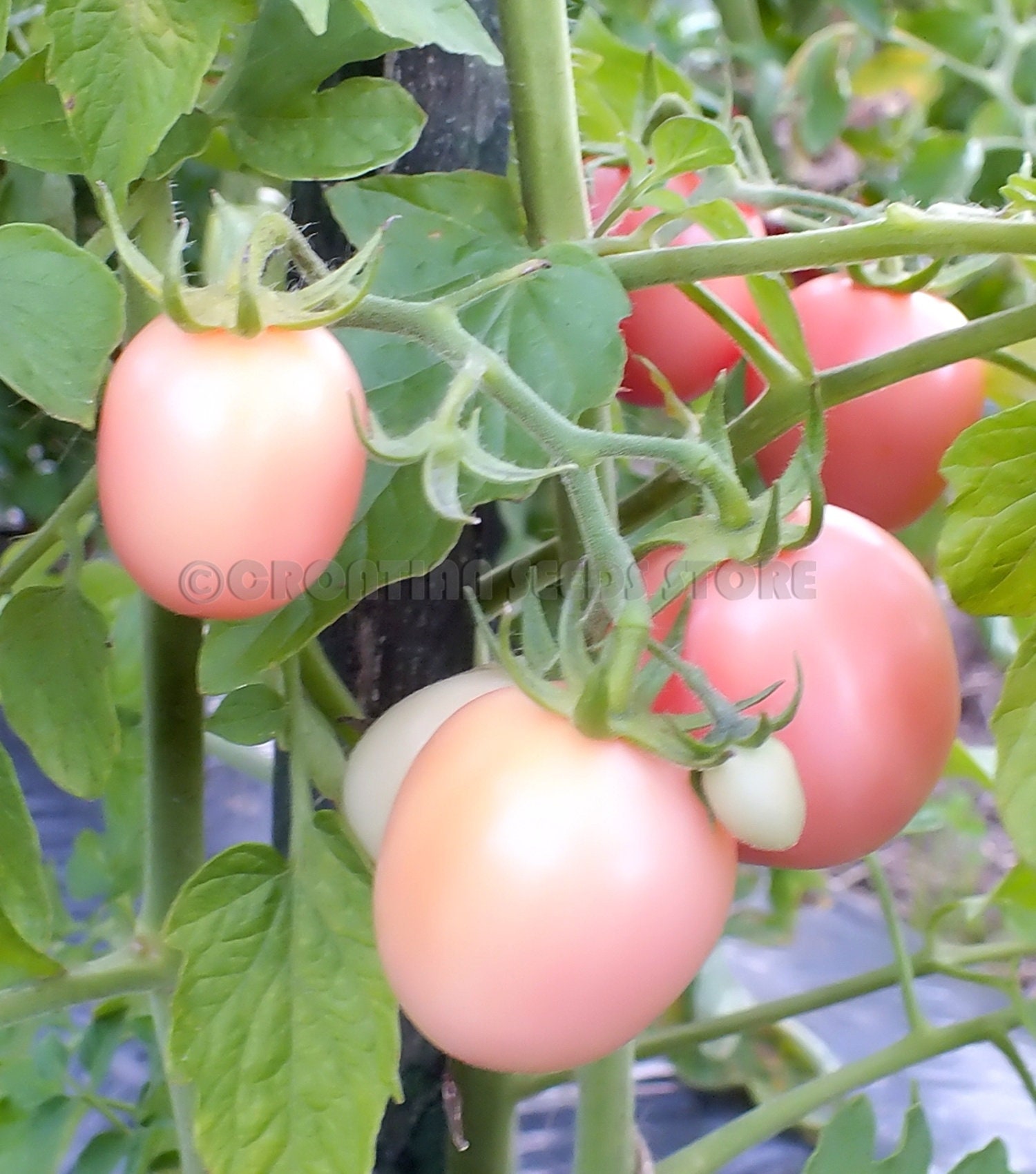Rosa Tomaten EI VON PHUKET 10 Samen Erbstück Gemüsegarten - Etsy.de