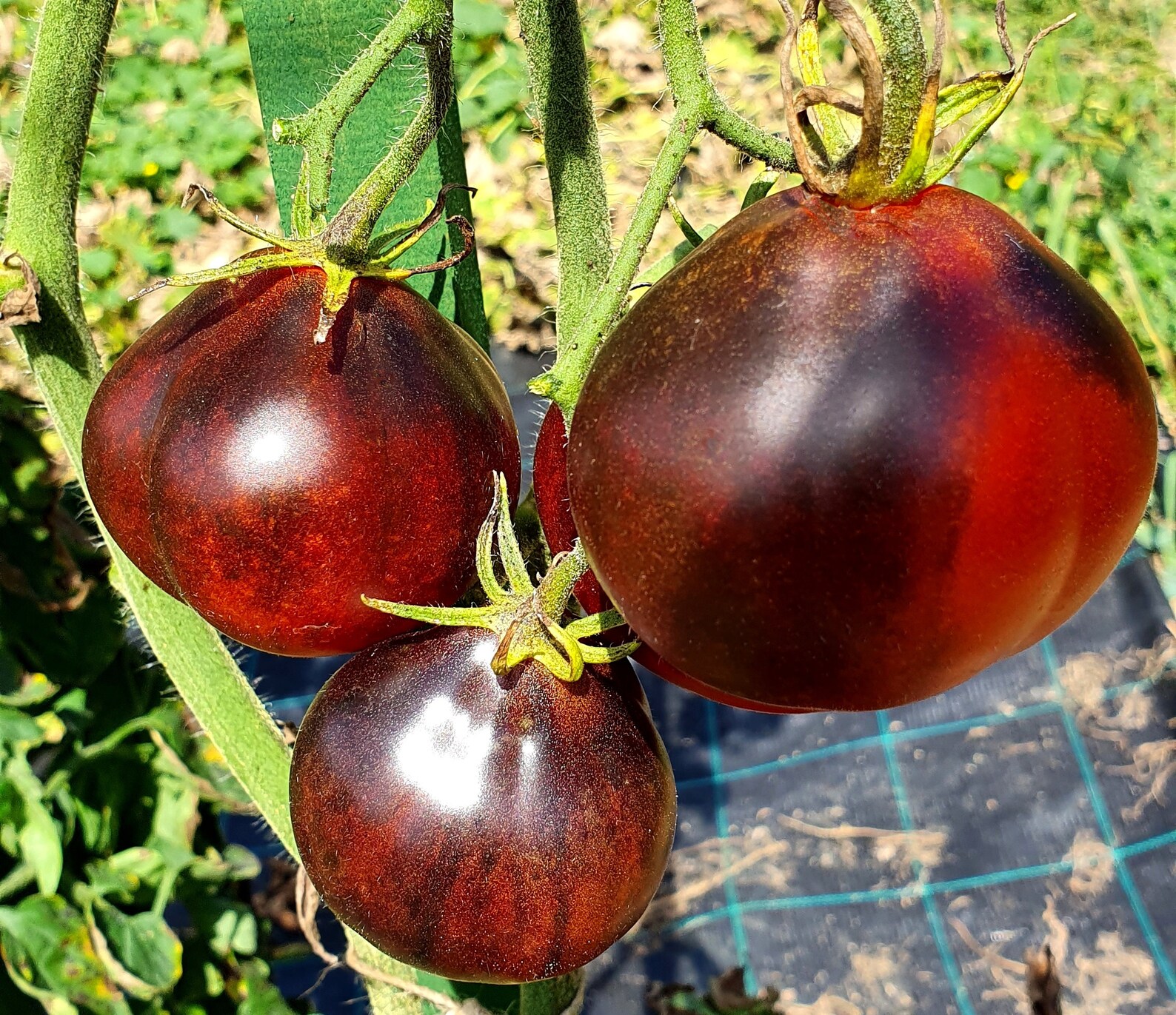 Dark Tomato BLUE PEAR 10 Heirloom Vegetable Seeds Ukrainian | Etsy
