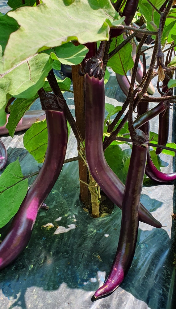 Eggplant JAPANESE PICKLING 20 Seeds Vegetable Garden Etsy
