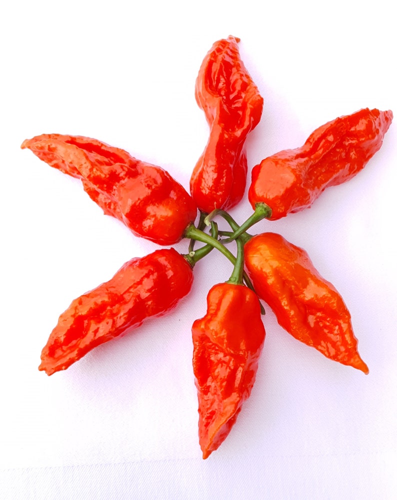 Hot Chili Pepper KING NAGA 10 Seeds Organic Vegetable Garden Etsy