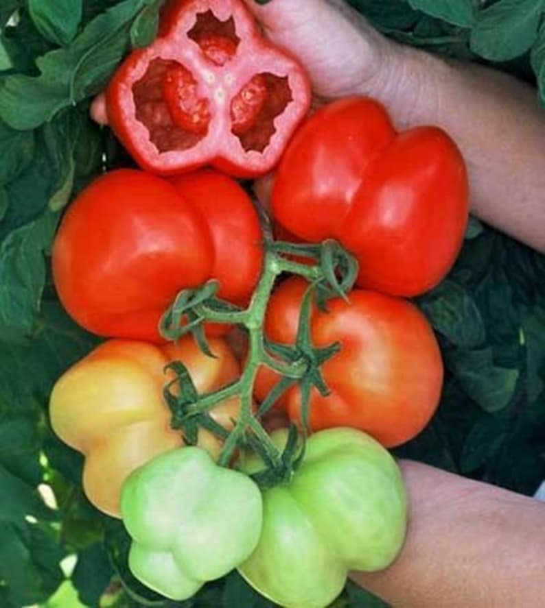 Похожие сорта томатов