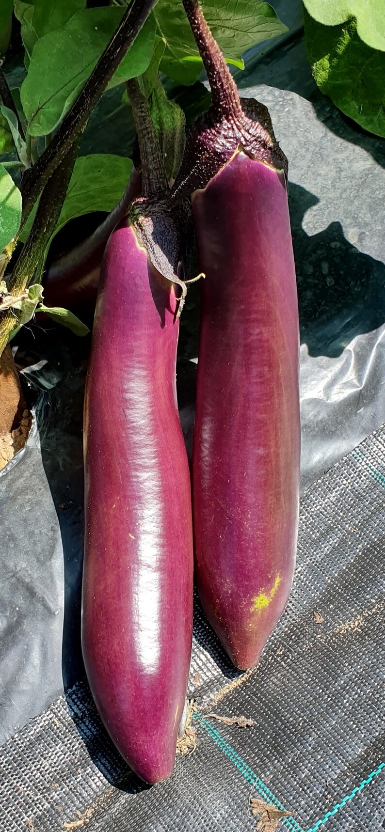 Eggplant PINK FAIRY Rozovaya Feya 20 Seeds Vegetable Garden Etsy Canada