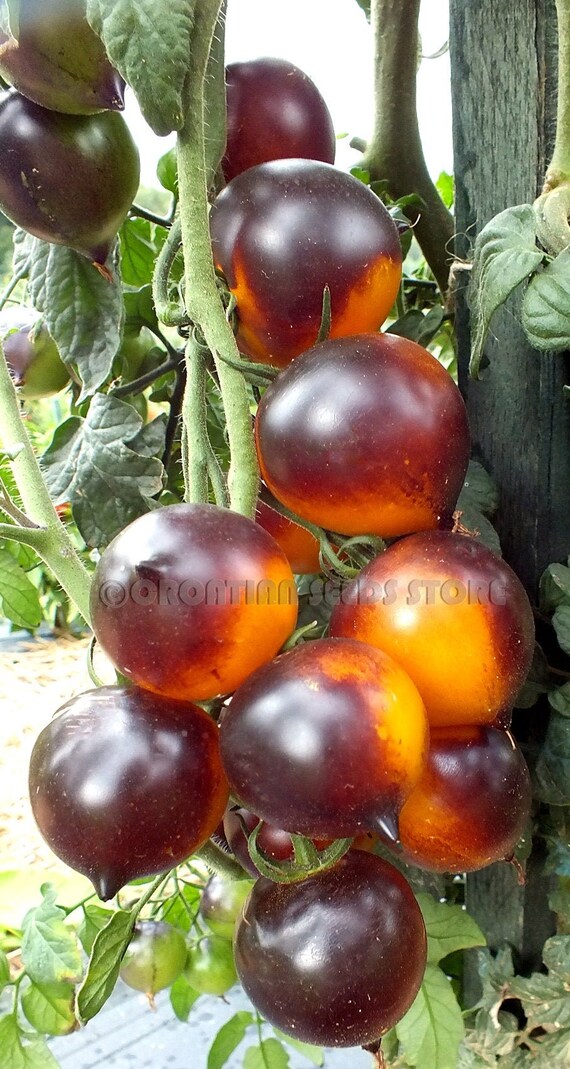 Blue Yellow Tomato H 34 Yellow Belle Coeur Heirloom Etsy