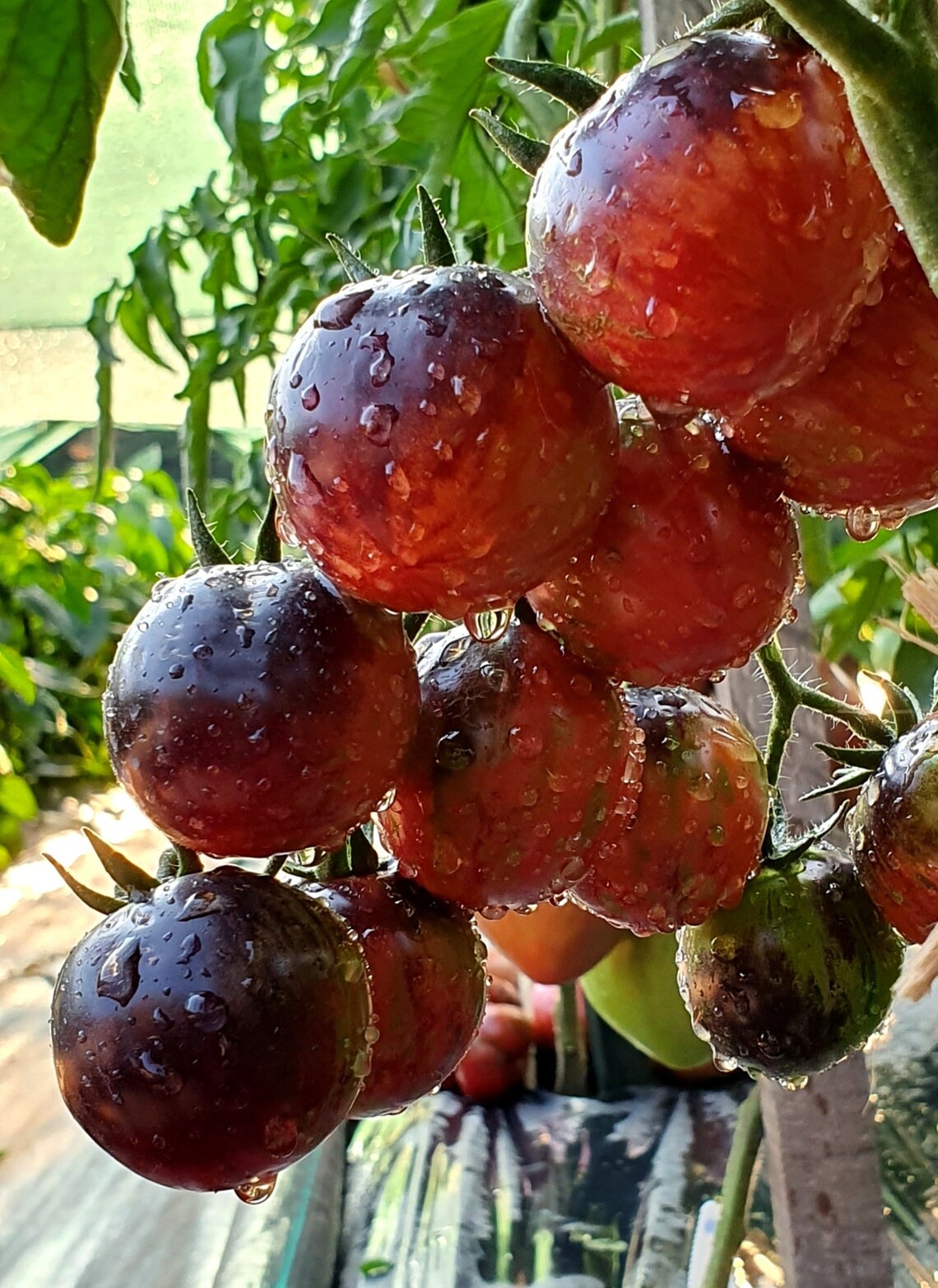 Black Cherry Tomato BLACK STRAWBERRY 15 Seeds Vegetable Garden | Etsy