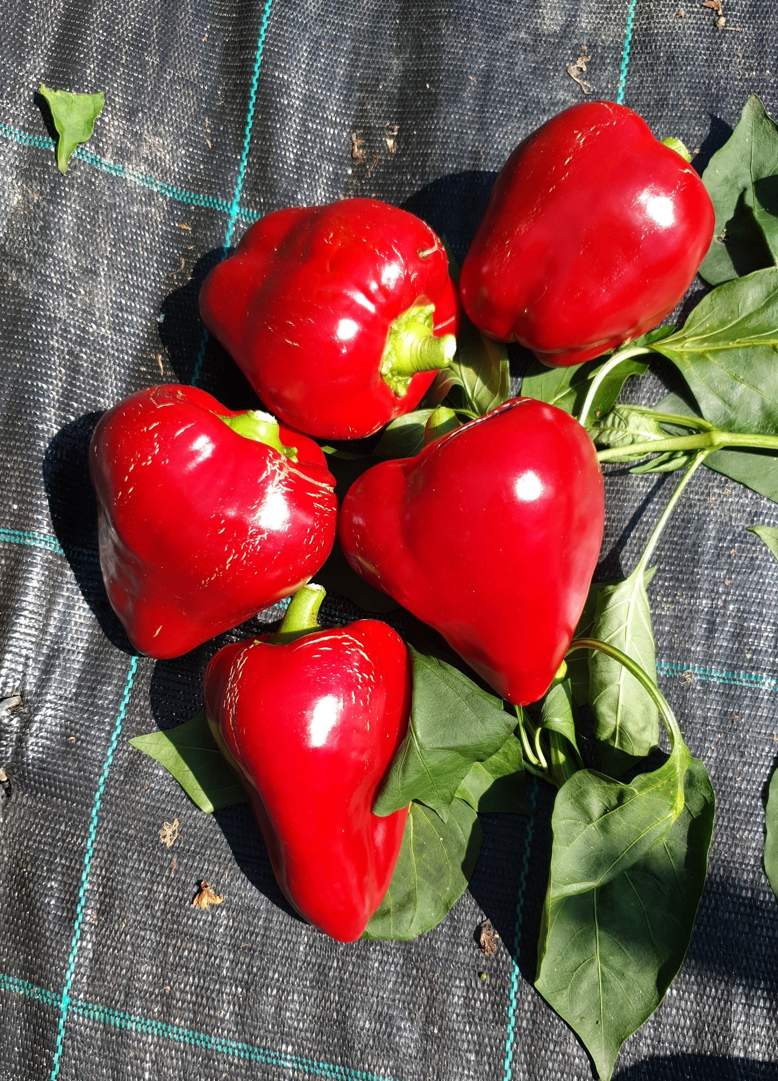 Paprika LESYA 20 Samen Heirloom Gemüsegarten Ukrainische Sorte Etsy.de