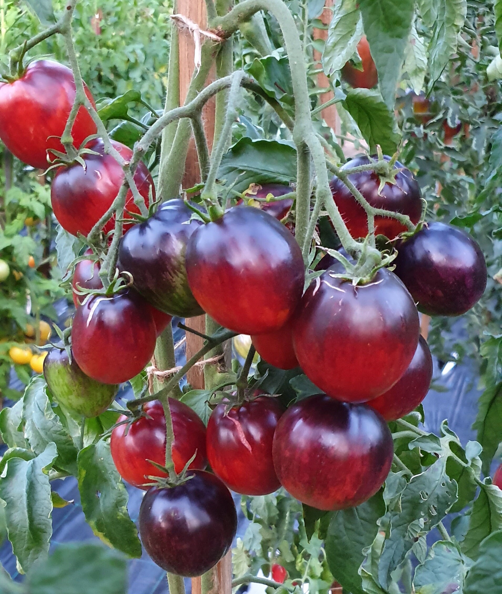 10 Blue Tomato Seeds DAMASCUS STEEL Vegetable Garden-Unusual-Striped Fruits-Rare