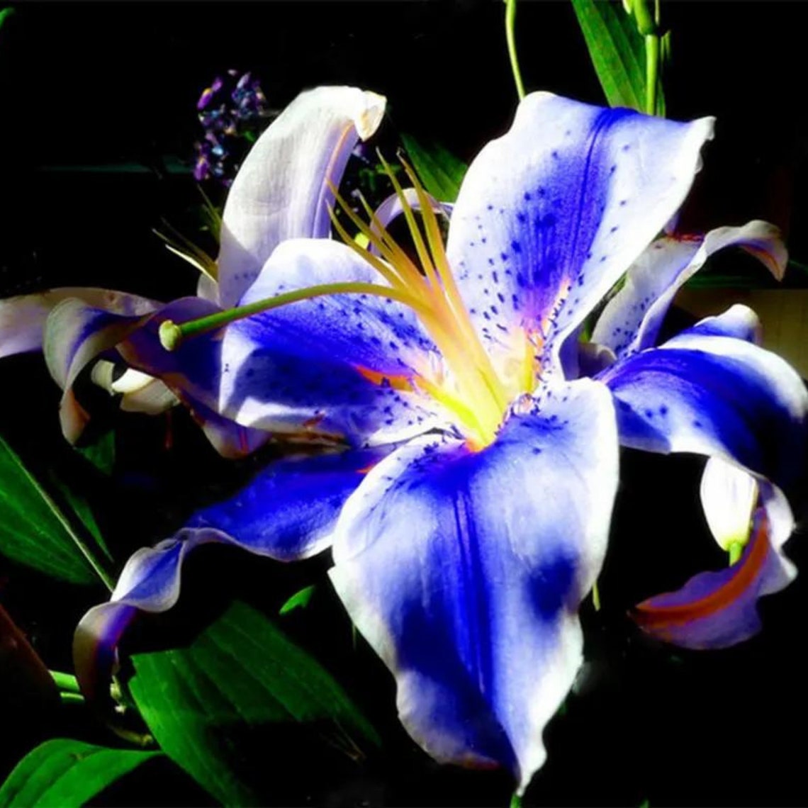 100Pcs/Pack blaue Lilie Blume Samen angenehm duftGarten Bonsai Etsy