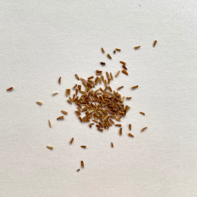 Dyer's Chamomile Seeds anthemis tinctoria / cota tinctoria Grow your own natural dye garden image 3