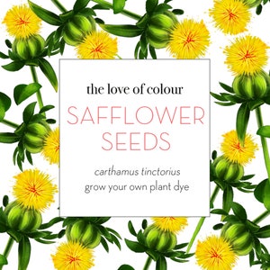 Safflower Seeds carthamus tinctorius Grow your own natural dye garden image 2
