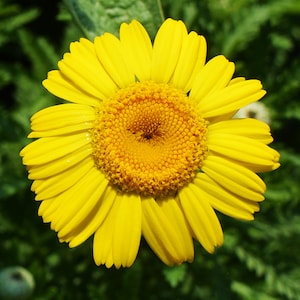 Graines de camomille de Dyer anthemis tinctoria / cota tinctoria Cultivez votre propre jardin de teinture naturelle image 4