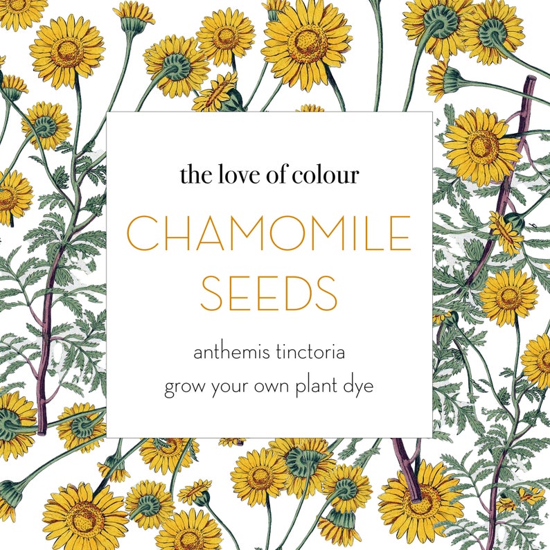 Dyer's Chamomile Seeds anthemis tinctoria / cota tinctoria Grow your own natural dye garden image 2