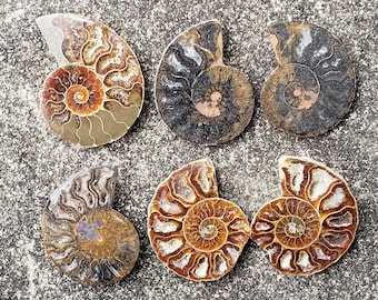You Choose: (One) Ammonite Fossil Slice from Madagascar