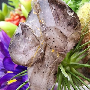 May include: A cluster of smoky quartz crystals with a translucent appearance, showcasing natural formations and inclusions. The crystals are a mix of gray and brown hues, with hints of yellow. The quartz is surrounded by green and purple plants.