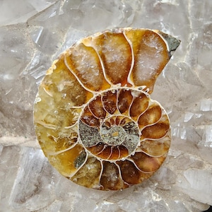 Ammonite Fossil from Madagascar