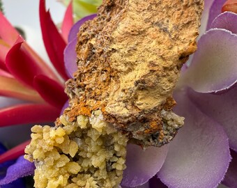 May include: A close-up of a natural mineral specimen. The rock has a rough, textured surface with shades of brown, yellow, and orange. Clusters of small, light yellow crystals are attached to the rock. The background features purple and red artificial flowers.