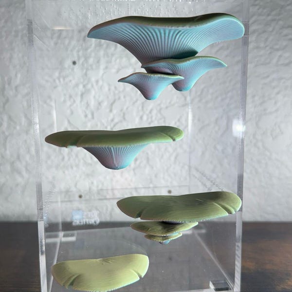 Set Of 4 Mushroom Shelves For Jumping Spiders