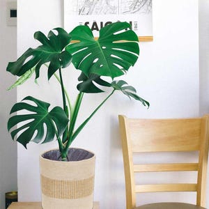 May include: A houseplant, Monstera deliciosa, with large, split green leaves, in a beige woven pot with a striped design. The pot sits on a small wooden table. A wooden chair is in the background.