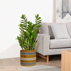 Może przedstawiać: Roślina ZZ w doniczce z żywymi zielonymi liśćmi w plecionej donicy. Donica ma poziome paski w kolorze musztardowym, czarnym i białym. Roślina stoi obok szarej sofy w dobrze oświetlonym pomieszczeniu.