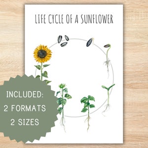 Ciclo di vita di un girasole, stampabile in casa, risorsa Montessori, poster sul ciclo di vita, studio della natura, poster di girasole, attività prescolare