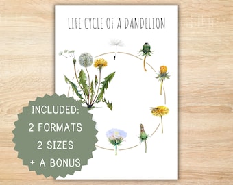 Life cycle of a dandelion homeschool printable montessori resource life cycle poster dandelion poster preschool activity classroom decor