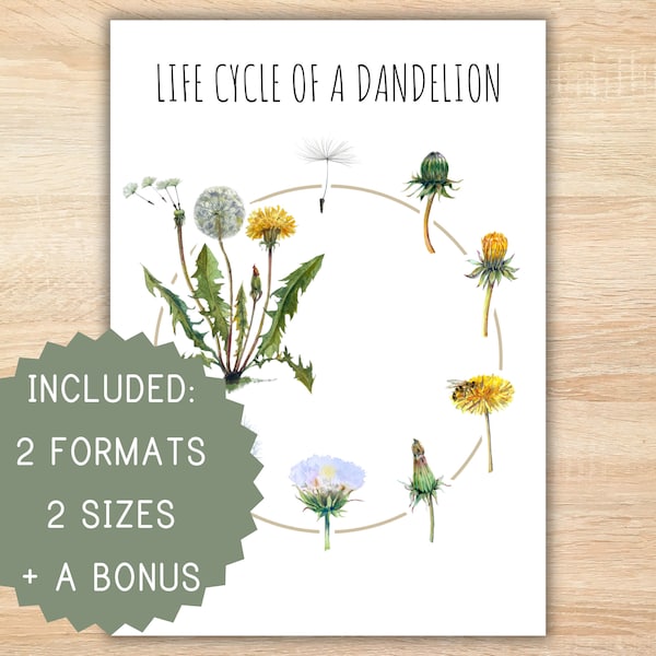 Lebenszyklus einer Pusteblume zu Hause druckbare Montessori-Ressource Lebenszyklus-Poster Löwenzahn-Poster Vorschulaktivität Klassenzimmerdekor