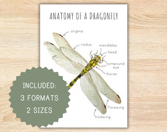 May include: Anatomy of a Dragonfly print with labeled parts. The illustration features a detailed drawing of a dragonfly with labels such as "compound eye" and "thorax." The print includes the text "INCLUDED: 3 FORMATS 2 SIZES."