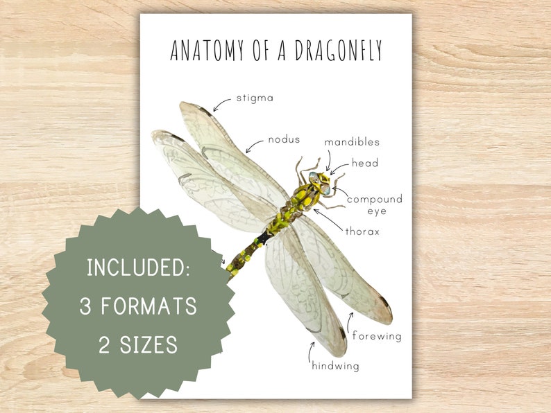 Dragonfly Features Anatomy of a Dragonfly Homeschool Printable Montessori Resource Anatomy ...