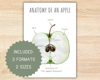 Anatomie eines grünen Apfels homeschool druckbare Montessori Ressourcen Anatomie Plakat grüner Apfel Plakat Vorschulaktivität Klassenzimmer Dekor