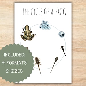 Frosch Lebenszyklus eines Frosches zu Hause druckbare Montessori Ressource Lebenszyklus Poster Frosch Poster Vorschulaktivität Klassenzimmer Dekor Frosch