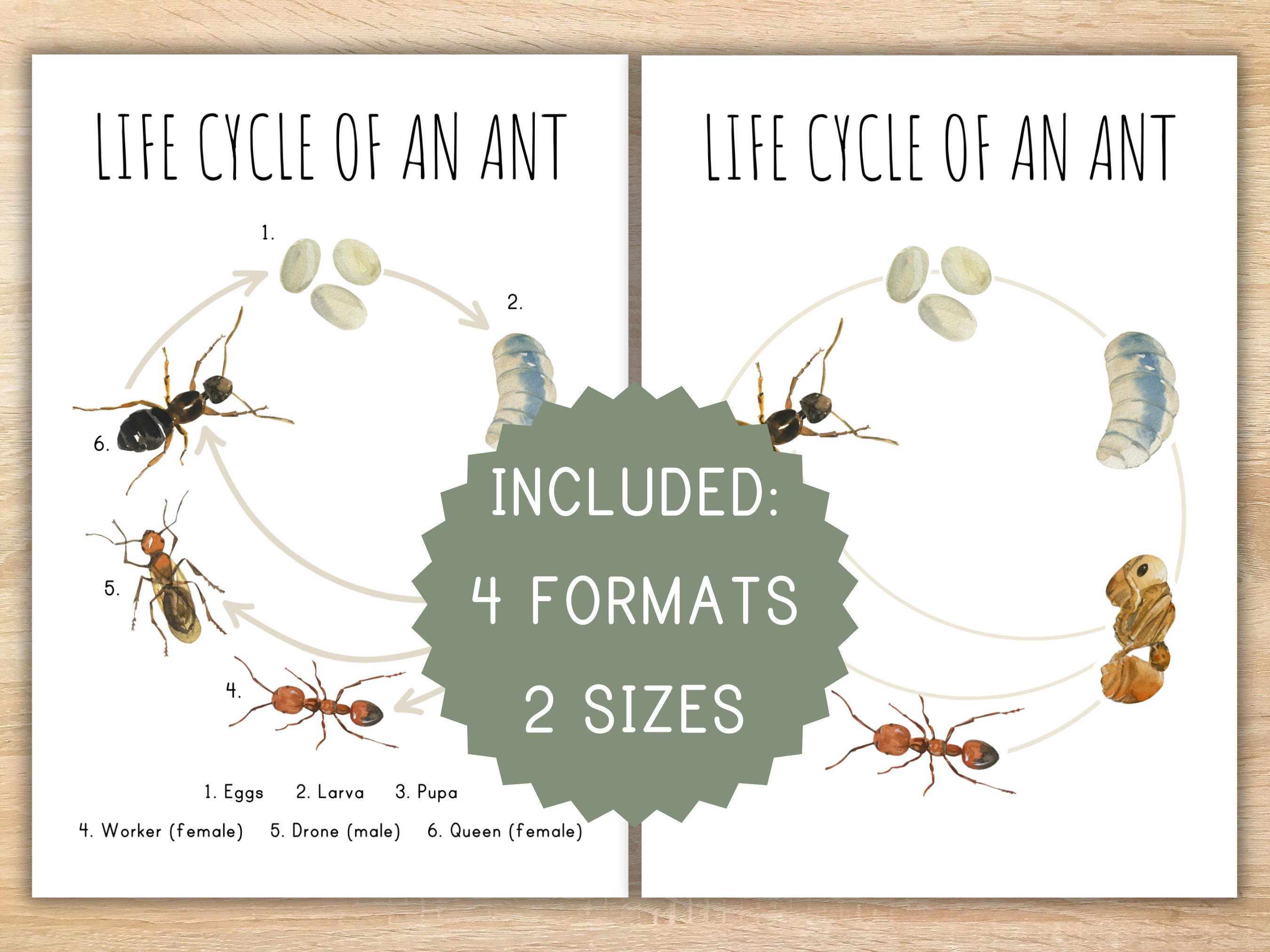 Life Cycle of an Ant Homeschool Printable Montessori Resource - Etsy