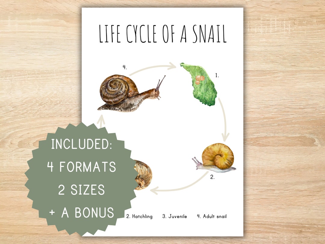Life Cycle of a Snail Homeschool Printable Montessori Resource Life