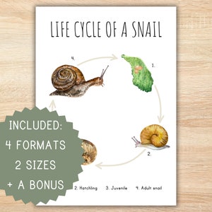 Ciclo di vita di una lumaca homeschooling stampabile montessori risorsa ciclo di vita poster lumaca poster attività prescolare decorazione aula lumaca