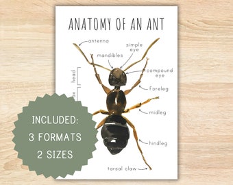 Anatomie einer Ameise zu Hause druckbare Montessori-Ressource Anatomie-Poster Ameise-Poster Vorschulaktivität Klassenzimmerdekor ant