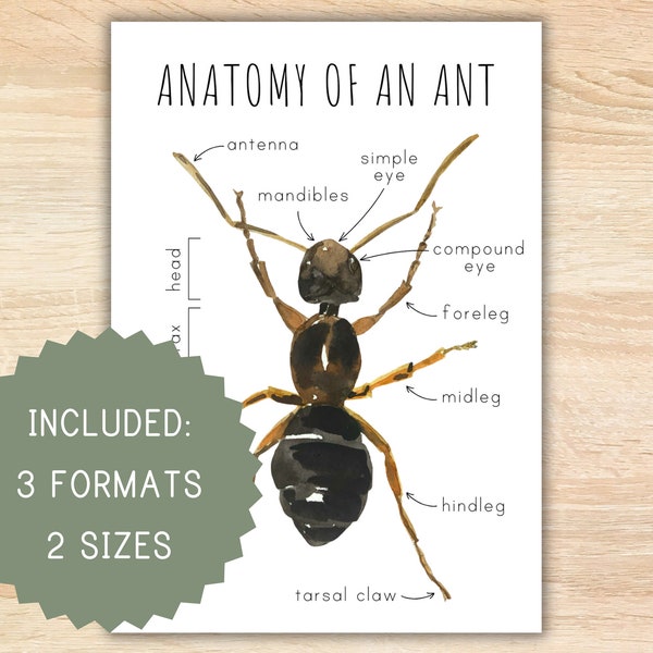 Anatomy of an ant homeschool printable montessori resource anatomy poster ant poster preschool activity classroom decor ant