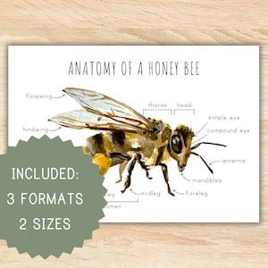 Anatomie einer Honigbiene Homeschool druckbare Montessori-Ressource Anatomie Poster Honigbiene Poster Vorschulaktivität Klassenzimmer Dekor Honigbiene
