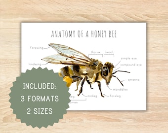 Anatomía de una abeja melífera escuela en casa imprimible montessori recurso anatomía cartel abeja cartel actividad preescolar decoración del aula abeja melífera