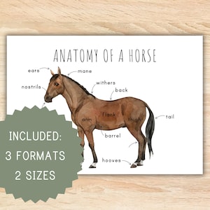 Anatomie eines Pferdes homeschool druckbare Montessori Ressourcen Anatomie Plakat Pferdeposter Vorschulaktivität Klassenzimmer Dekor Pferdeanatomie