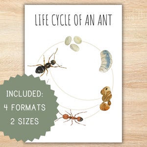 May include: A white printable chart with the text "Life Cycle of an Ant" and a circle showing the stages of an ant's life cycle. The stages include egg, larva, pupa, and adult ant. The chart also includes the text "Included: 4 Formats, 2 Sizes".