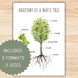Puede incluir: Un gráfico educativo imprimible que ilustra la anatomie de un arce. El gráfico presenta una ilustración de acuarela de un arce con etiquetas para la copa, las hojas, las ramas, las ramas, el tronco y las raíces.
