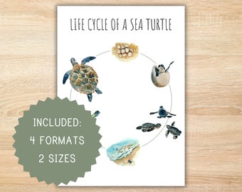 Life cycle of a sea turtle homeschool learning resource montessori printable life cycle poster sea turtle poster classroom decoration