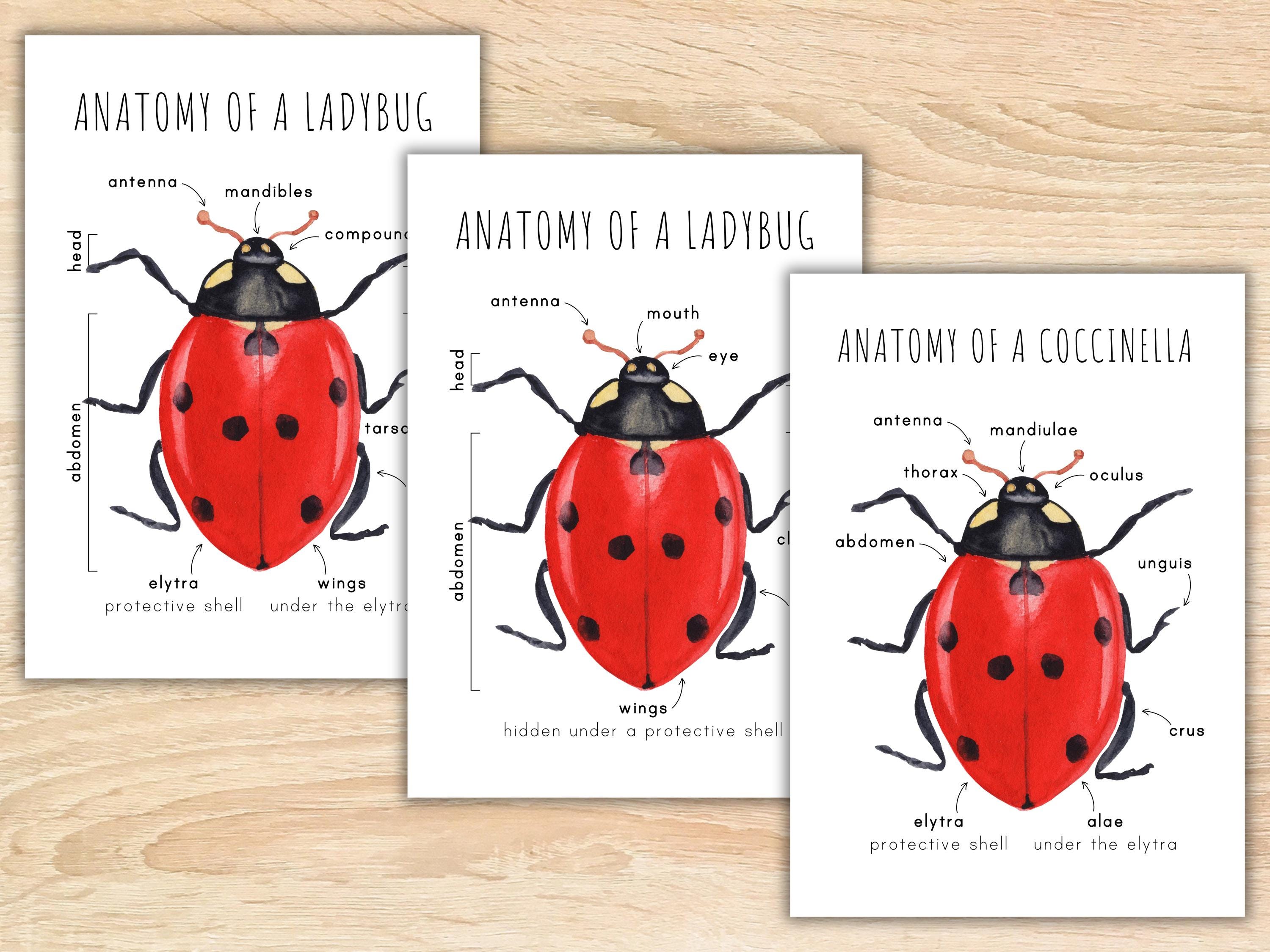 Lady Bug Head Structure Anatomy of a Ladybug Homeschool Printable Montessori Resource Anatomy ...
