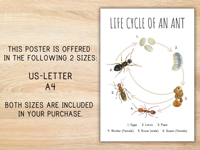 Life Cycle of an Ant Homeschool Printable Montessori Resource Life ...