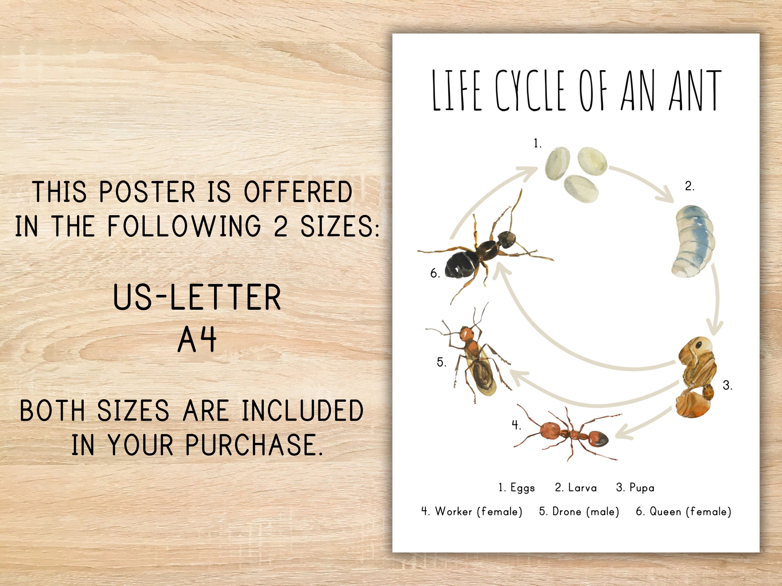 Life Cycle of an Ant Homeschool Printable Montessori Resource Life ...
