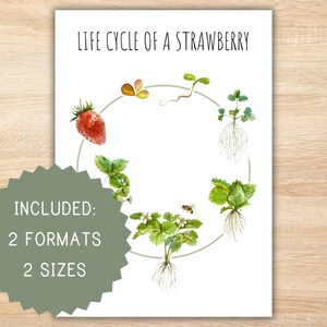 Life cycle of a strawberry homeschool printable montessori resource life cycle poster strawberry poster preschool activity classroom decor